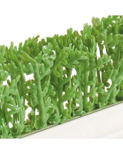 Dalebrook Green Cypress Divider - (12 Pack)