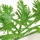 Dalebrook Parsley Divider - (12 Pack)