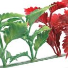 Dalebrook Red & Green Coleus Divider - (12 Pack)