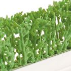 Dalebrook Green Cypress Divider - (12 Pack)