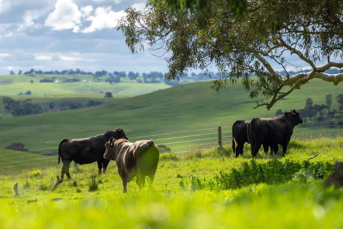 The Benefits Of Eating Grass-fed Beef - Butchers Equipment Blog